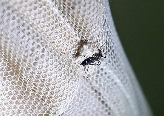 El Zika es un virus que se transmite generalmente por el piquete de un mosquito.