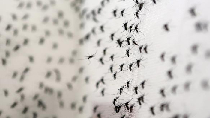 El virus Zika está relacionado con malformaciones congénitas.