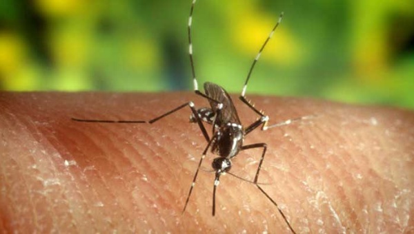 América latina es una de las regiones mas afectadas por el Virus Zika.