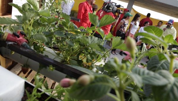 El Presidente también aprobó al Ministerio de Agricultura Urbana otros 3.000 millones de bolívares para producir alimentos en el Plan 100 Días para la Siembra Urbana.