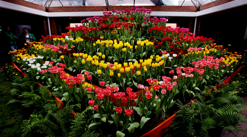 La exposición de ocho de las 5 mil variedades de tulipanes existentes en el mundo fue inaugurada el domingo en el Jardín Botánico José Celestino Mutis, donde permanecerá hasta el próximo 1 de mayo.