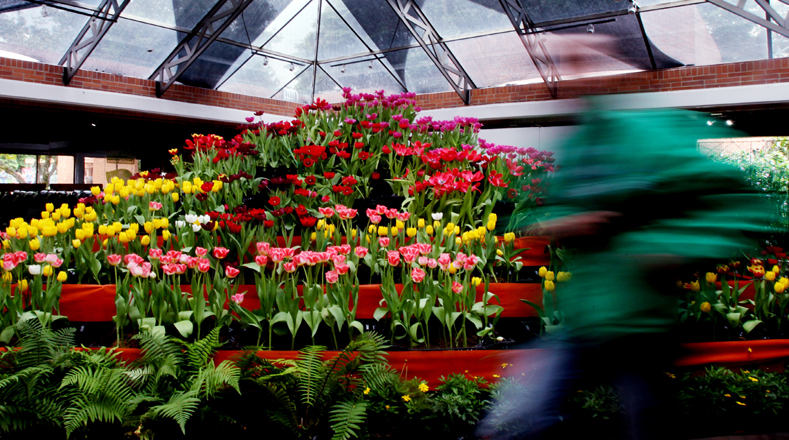 Con tulipanes de color amarillo, naranja, rojo, púrpura, rosado y blanco, y combinaciones de varias tonalidades, la exposición explora el idioma común de las flores entre Holanda, líder mundial de este mercado, y Colombia, segundo productor.