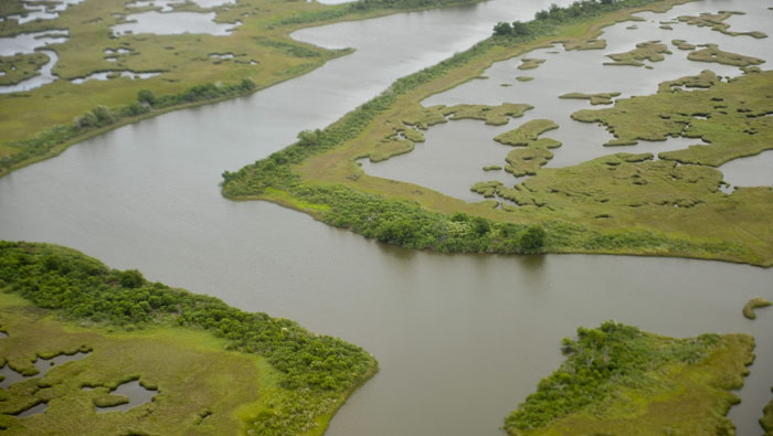 Los pantanos de Luisiana han sido afectados por el cambio climático.