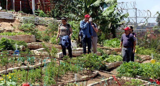 100 días de Agricultura Urbana en Venezuela | Blog | teleSUR