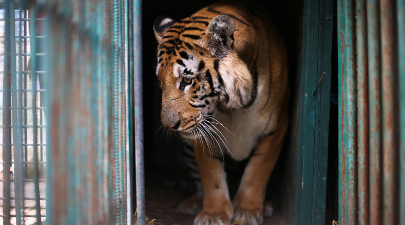 En tigre, conocido como Laziz, será trasladado a un santuario de grandes felinos en Sudáfrica, allí habitan otros cientos de animales rescatados  tendrá espacio para correr y recuperarse de el tiempo de encierro en la estrecha jaula.