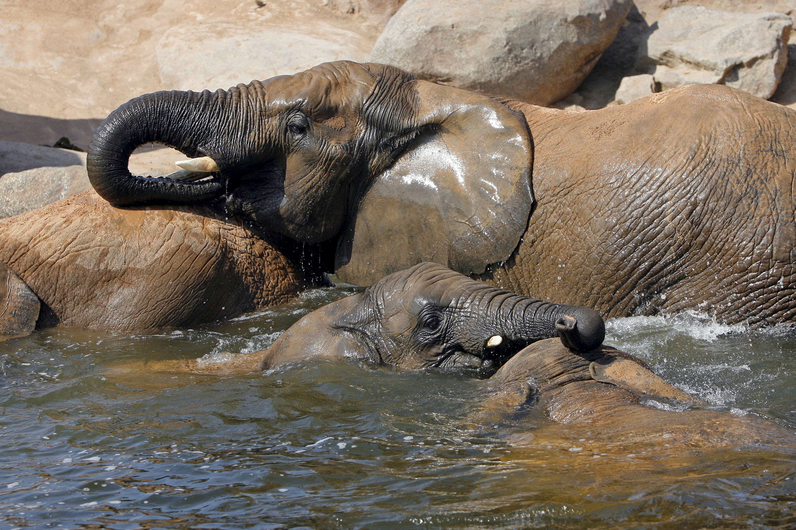 La población de elefantes de sabana ha disminuido 30 por ciento, entre los años 2007 y 2014.