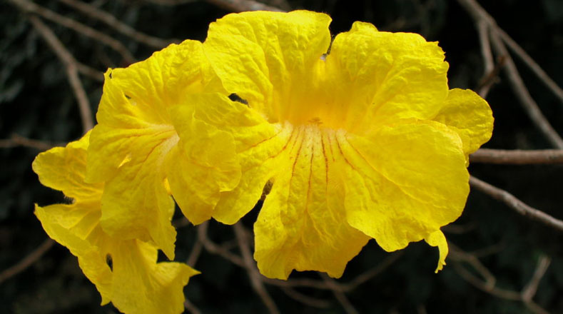 La Flor Nacional del Brasil, Ipê Amarelo. Árbol perteneciente a la Familia Bignoniaceae que crece de 7-11 m. Habita en formaciones abiertas de la selva atlántica del Brasil. Presenta bellas flores amarillo-doradas en primavera. Esta especie es muy utilizada en paisajismo por su rápido crecimiento.