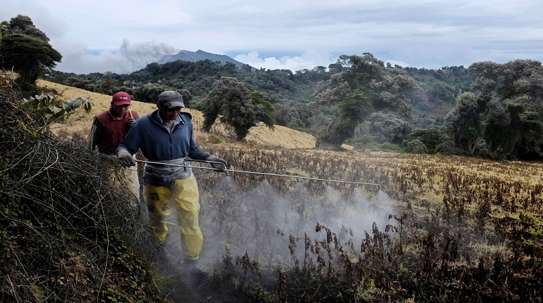 Agricultores de la zona del Irazú trabajan con normalidad pese a la actividad intermitente de emanación de gases y ceniza del volcán. 