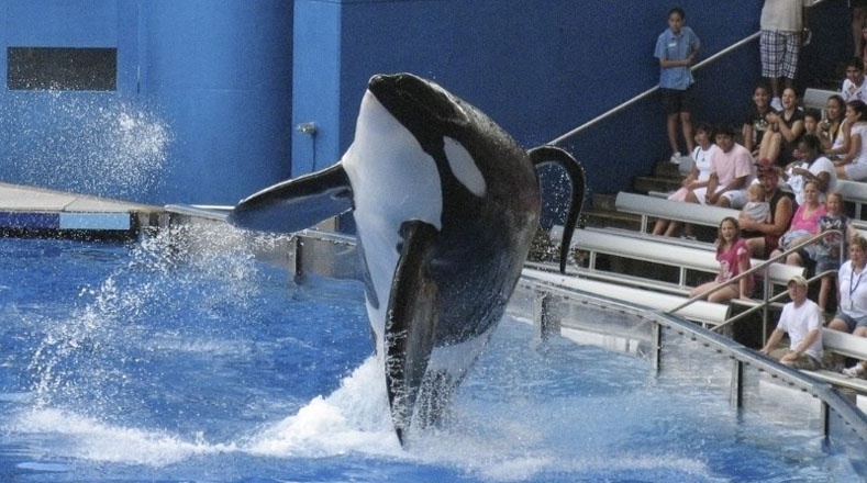 La orca era famosa por su aparición en el documental 
