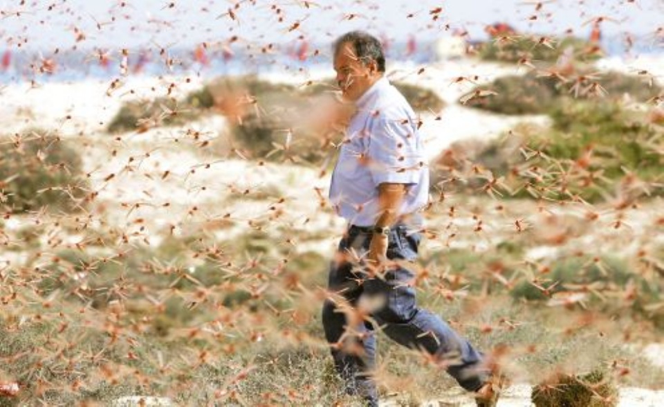 La invasión de langostas voladoras afectó al menos mil cien hectáreas de cultivos.