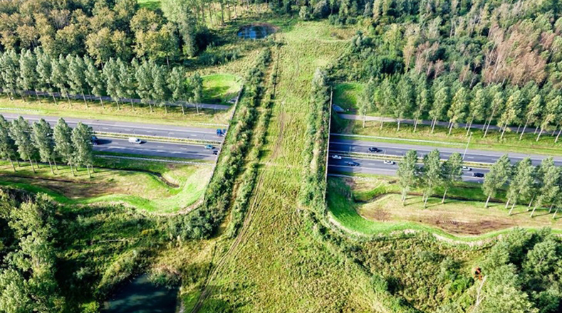 Puente para animales al norte de Brabante, Holanda. Por esta vía pasan ciervos rojos, jabalíes, tejones y zorros.