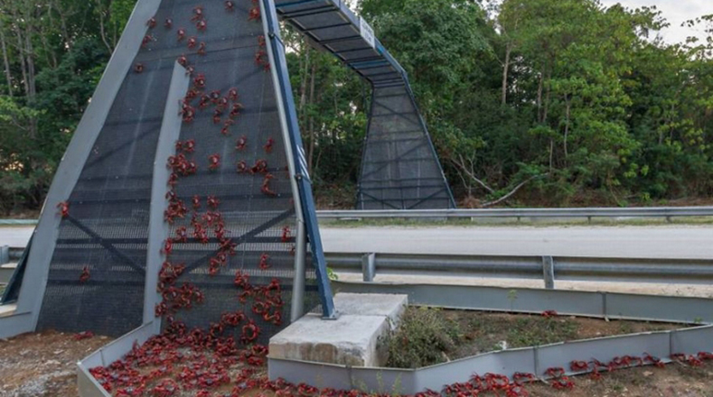Puente para Cangrejos, Isla de Navidad, entre Yakarta y Australia. Cada año, durante cinco y seis días migran unos 120 millones de cangrejos.