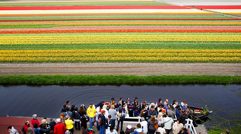 Campos de Tulipanes. Unos siete millones de tulipanes florecen anualmente en Keukenhof (Holanda), el parque floral más grande del mundo.