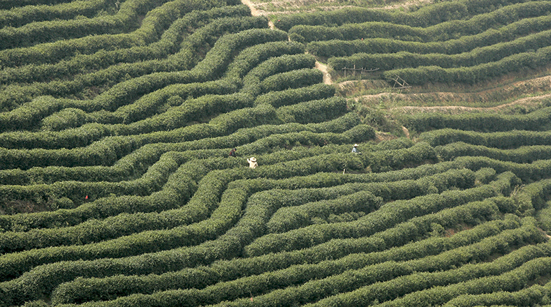 Dragon Well, una plantación de té "Longjing" en Hangzhou, China. Es considerado uno de los mejores té de ese país y el más caro.