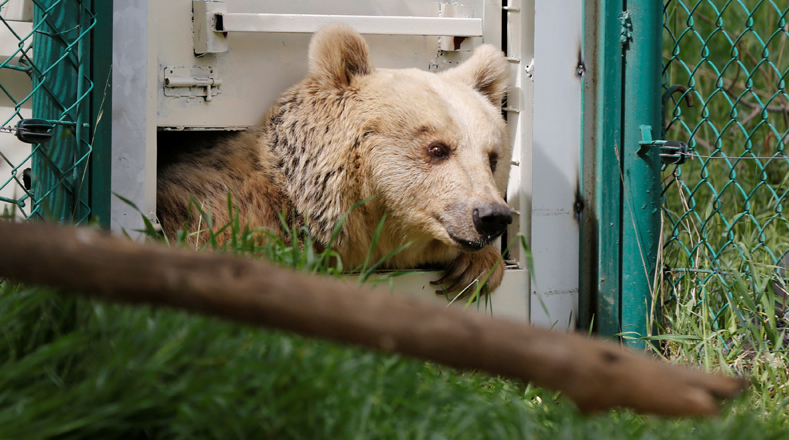 Los otros 40 animales que habitaban el zoológico murieron de inanición o escaparon.