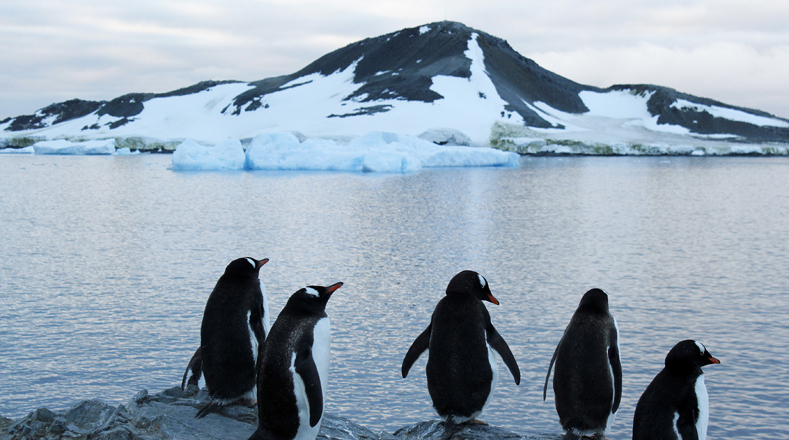 La fauna está ahora reducida a pingüinos, nematodos y ácaros.