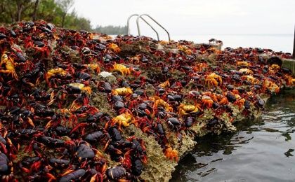 Cangrejos rojos, amarillos y negros invaden Bahía de Cochinos en Cuba