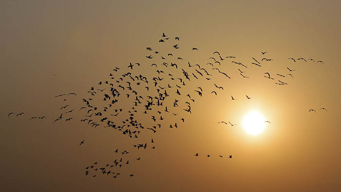 El vuelo eterno de las aves migratorias