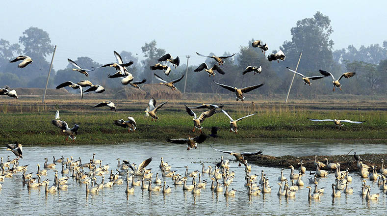Aves migratorias sobrevuelan los humedales de Gharana, cerca de la frontera entre India y Pakistán, en Jammu, capital de invierno de la Cachemira.