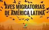 Día mundial de las aves migratorias, viajeras constantes 