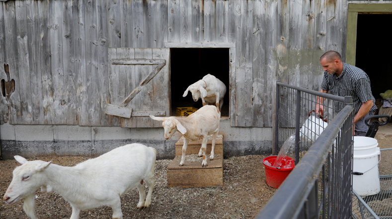 Una pequeña granja del estado de New Hampshire, en Estados Unidos, está poniendo de moda un nuevo tipo de yoga que utiliza crías de cabra para mejorar la relajación de los alumnos. 