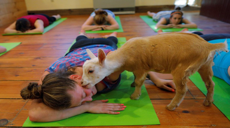 Las personas que asisten a las sesiones relatan la conexión que generan con los animales, que pasan a ser un remedio contra el estrés.
