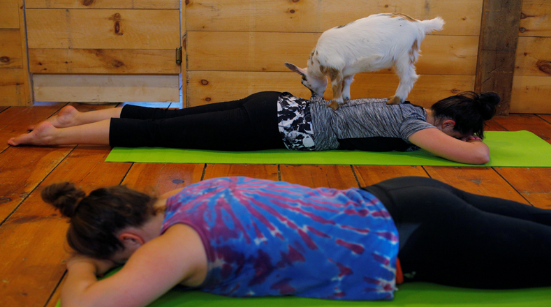 Conoce esta nueva práctica popular: Yoga con cabras