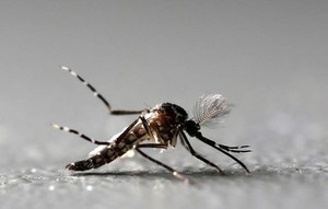 La picadura del mosquito infectado con el zika puede ser peligroso para las mujeres durante el primer trimestre del embarazo.