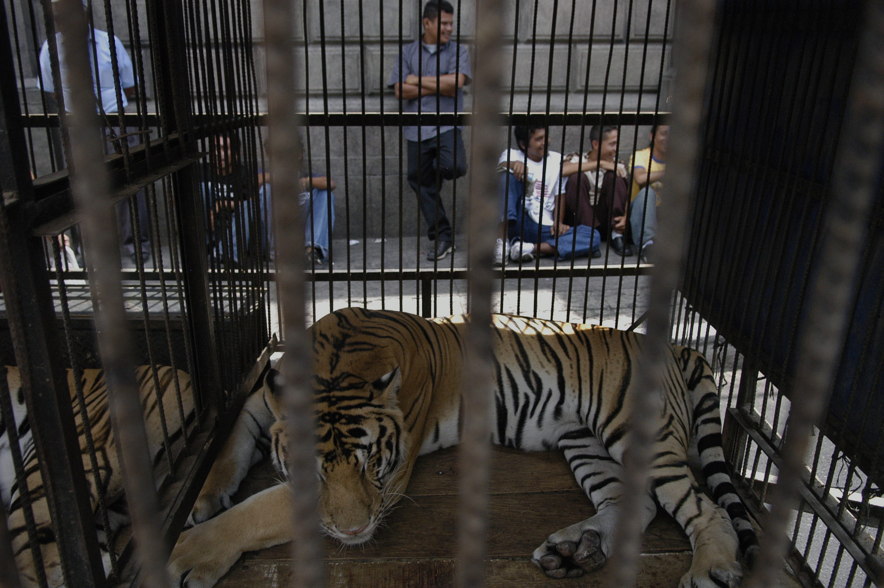 Más de 60 mil firmas fueron recogidas para reclamar la prohibición de los animales en los circos.