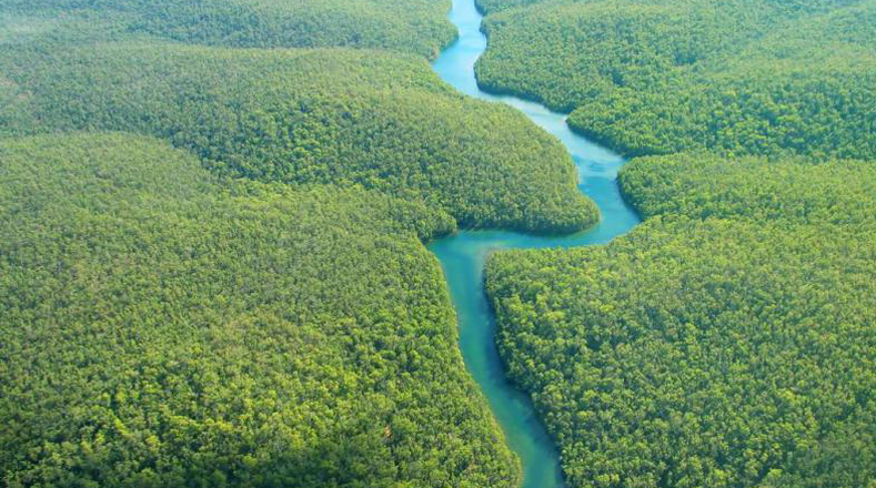 La selva amazónica provee el 20 por ciento del total de oxígeno en la Tierra. Por esta razón recibe el nombre de "Pulmón vegetal".