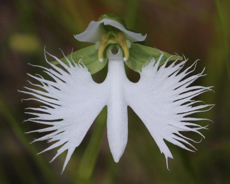 Flor de la garza blanca: También perteneciente al grupo de las Orquídeas, su nombre científico es Habenaria radiata. Su origen es japones. Esta famosa flor con forma similar a la de una garza blanca es la especie terrestre más delicada de todas las flores. 