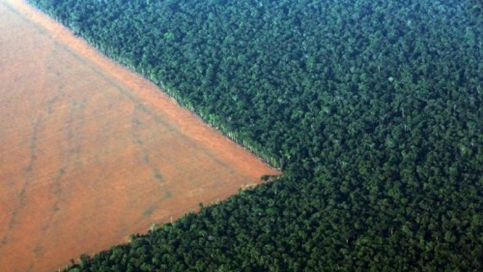 Temer pretende implementar una medida que reduce el área de máxima protección de la selva de Jamanxim, en el estado de Pará.
