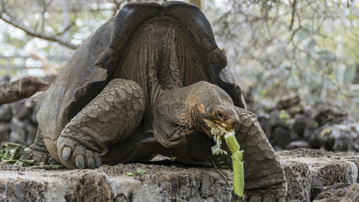 Se espera que en cinco años la isla Floreana cuente nuevamente con las tortugas gigantes.