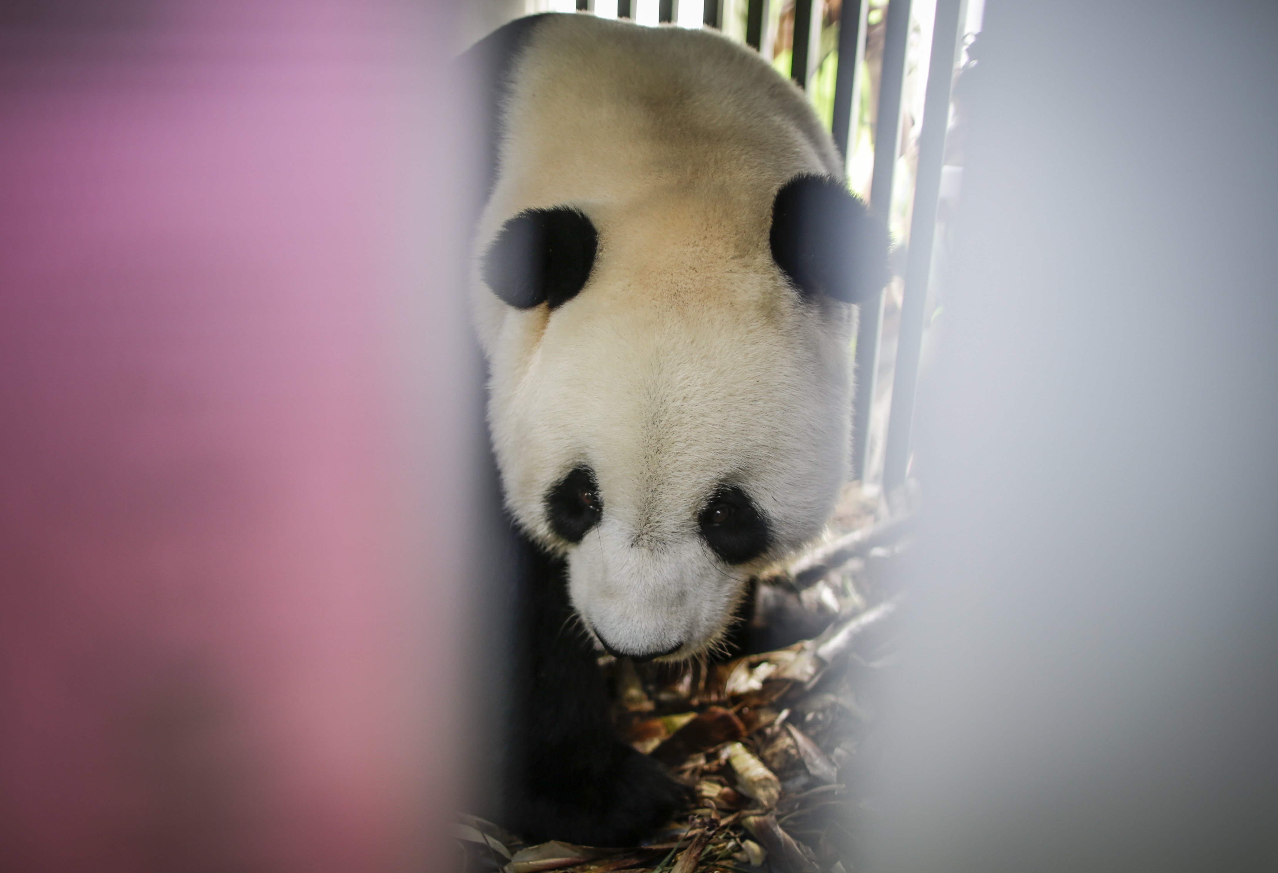 Los pandas vivirán en el Zoológico por 10 años.