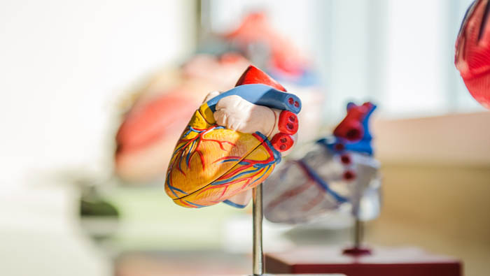 Entre el 15 y el 20 por ciento de la sangre bombeada por el corazón va hacia el cerebro y el sistema nervioso central. El 22 por ciento se dirige directamente hacia los riñones.