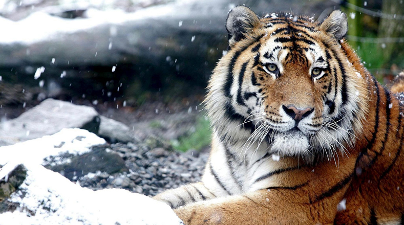 Tigre de Amur (Panthera tigris altaica). Su hábitat está restringido al rango Sikhote-Alin en las provincias de Primorski y Khabarovsk del Lejano Oriente ruso, pequeños bolsillos en las zonas fronterizas de China y posiblemente en Corea del Norte. Población (Alrededor de 540).