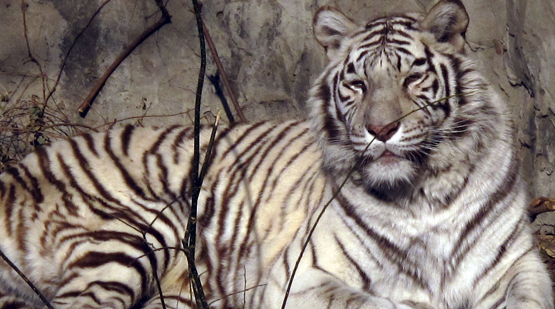 Tigre de Bengala (Panthera tigris tigris); se localiza en la India con poblaciones más pequeñas en Bangladés, Nepal, Bhután, China y Myanmar. Población (Más de 2.500).