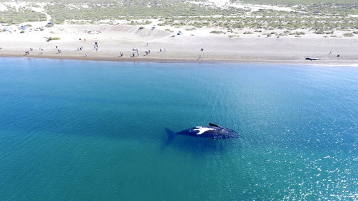 En lo que va de año, han nacido 300 crías de ballenas francas australes en la costa atlántica argentina.