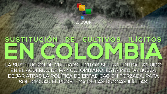Sustitución de cultivos ilícitos en Colombia