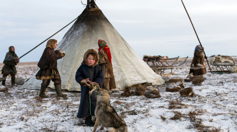 Los pastores nénets utilizan sus renos para viajar por rutas ancestrales migratorias.
