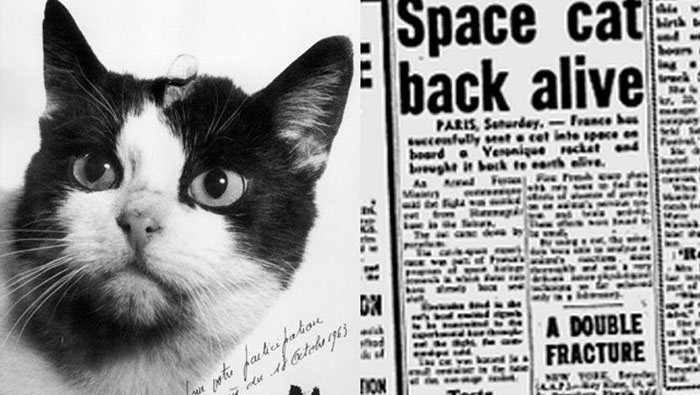 El programa espacial francés escogió a la gata de entre 14 felinos para someterse a una entrenamiento de vuelo espacial.