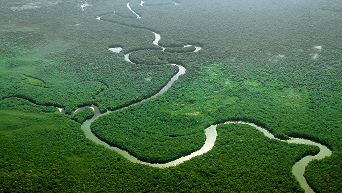 La Amazonia es la fuente de biodiversidad más grande que existe y uno de los factores más determinantes en la salud de nuestro planeta.