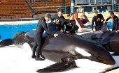 Para el experimento utilizaron dos orcas una hembra de 14 años y un macho de tres años.