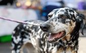 Al menos 250 perros perdidos tras el sismo de septiembre de 2017 y cuatro refugios caninos serán beneficiados con los fondos recolectados en el Perrockeando 2018.