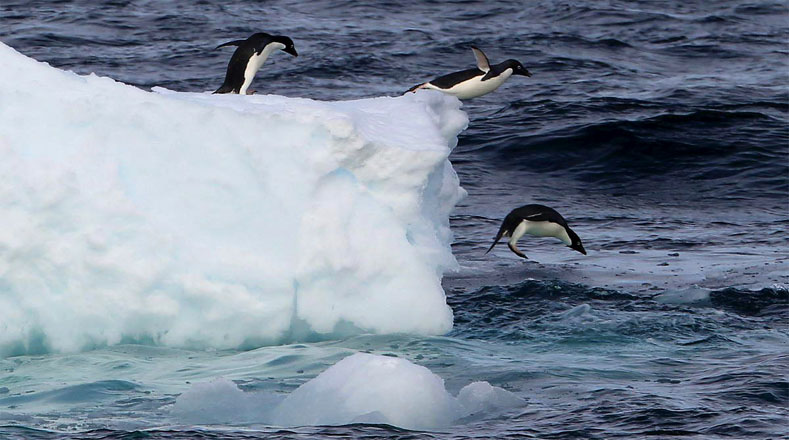 Un grupo de científicos descubrieron más de 1,5 millones de pingüinos adelaida en un archipiélago un poco retirado del océano Antártico.