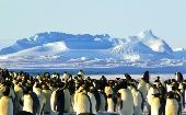 Estas aves solo habitan en la Antártida y sus zonas limítrofes. Su población está estimada en unos 600 mil ejemplares