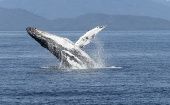Las ballenas francas pigmeas son una especie de cetáceo que actualmente están en peligro de extinción.