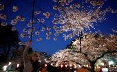 Festival de los Cerezos anuncia inicio de la primavera