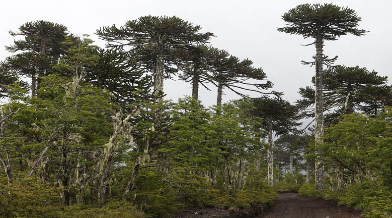 La Araucaria, árbol típico de Chile, puede llegar a crecer hasta 50 metros de altura, su tronco es cilíndrico y recto. 