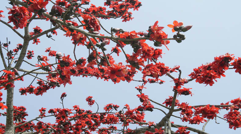 El ceibo argentino, caracterizados por tener flores grandes y de rojo carmín, se encuentra en las riberas del Paraná y del Río de la Plata. 